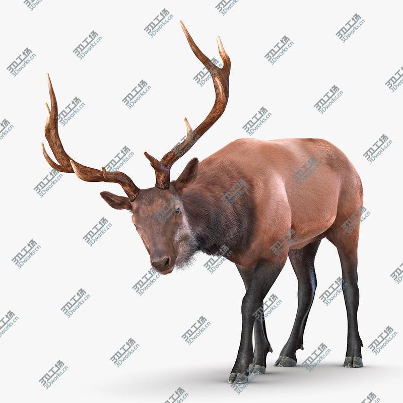 images/goods_img/2021040232/Elk Rigged with Fur/1.jpg